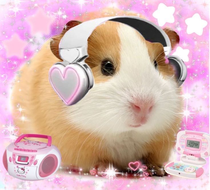 Guinea pig with heart shaped headphones on in front of a pink glittery background. Next to the guinea pig is a pink hello kitty radio and some kind of toy computer.