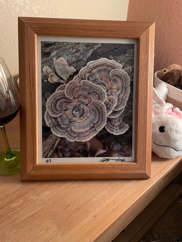 A picture frame featuring a turkey tail mushroom cluster shot by Luke. Accompanied by an axolotl plushy on the right and a glass of red wine with a green stem on the left. 
