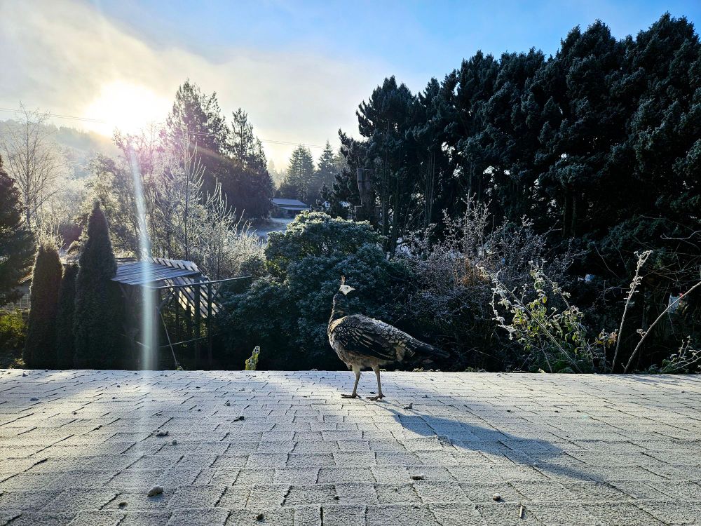 Juvenile peacock with a white head standing on a roof with trees in the background. Everything is very frosty.