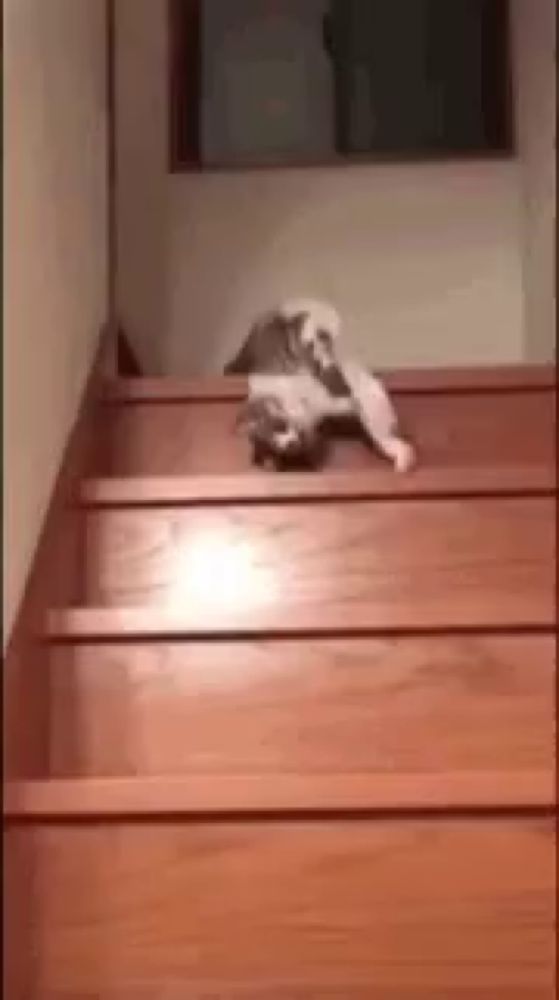 a cat is sitting on top of a wooden staircase .