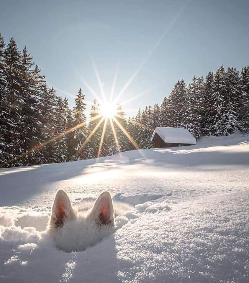 Oreilles de chien blanc dépassant d'une masse de neige poudreuse