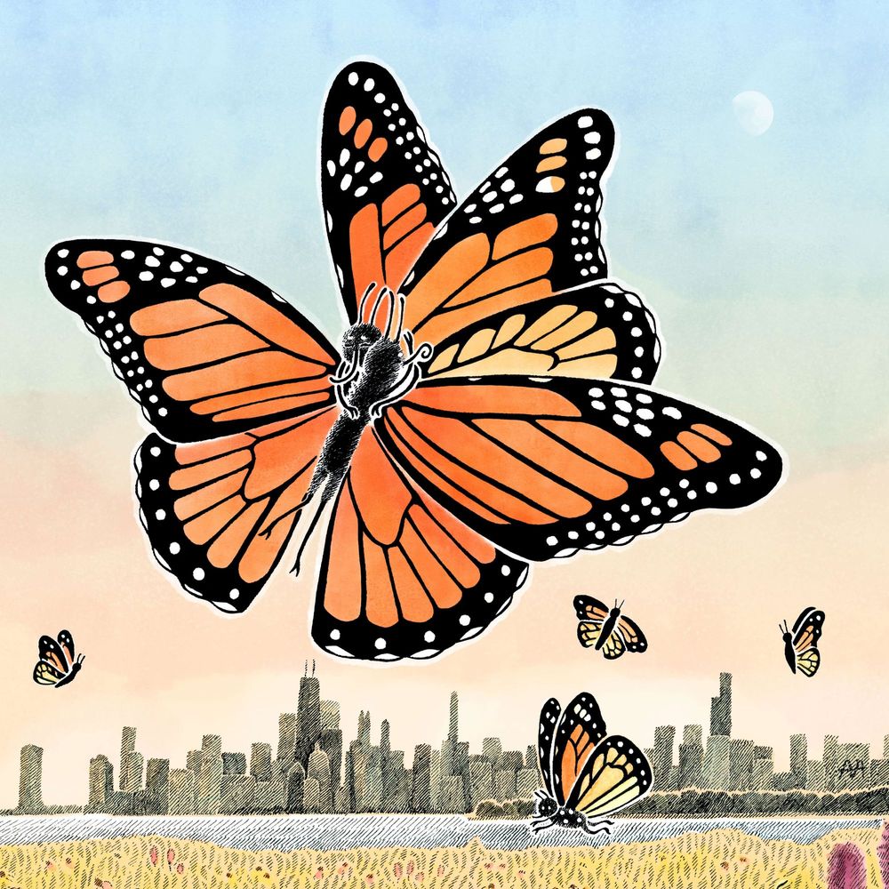A colorful drawing featuring two monarch butterflies embracing with a sunset view of the Chicago skyline in the background.