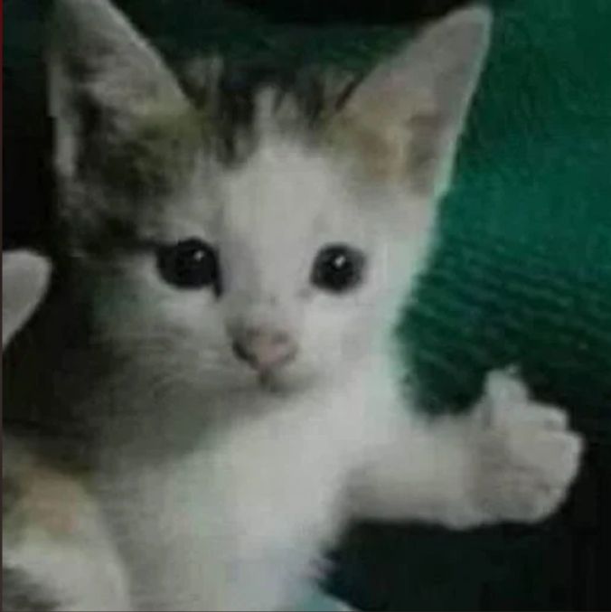 Comment image