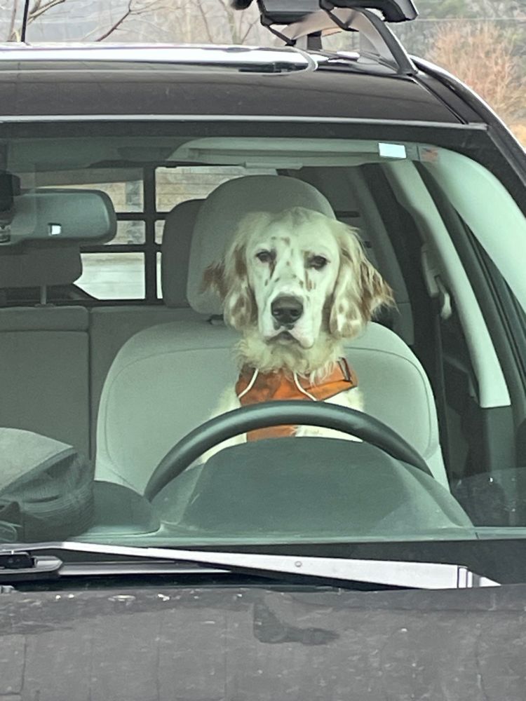 Extreme closeup of dog in drivers seat judging the photographer.