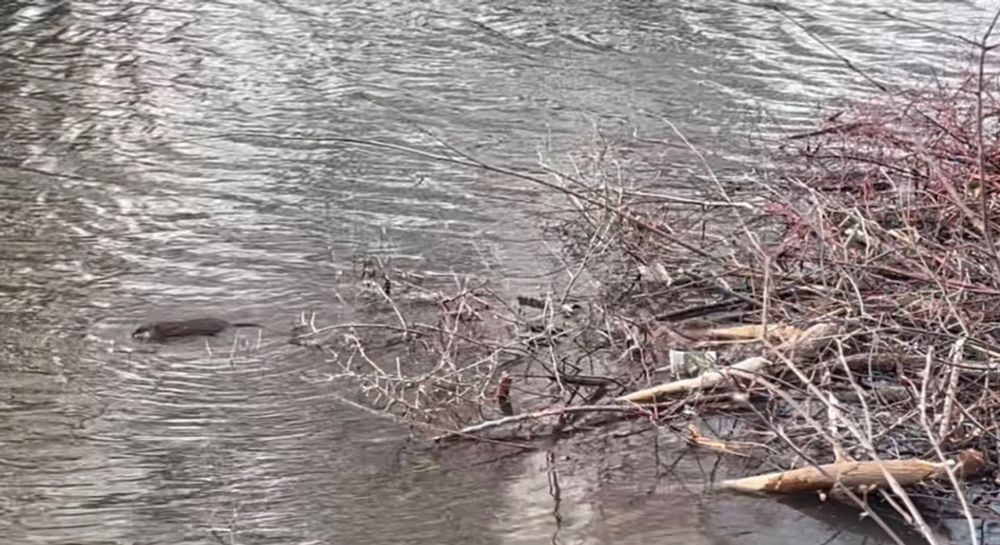 A chonky muskrat swims away from beaver’s cache.