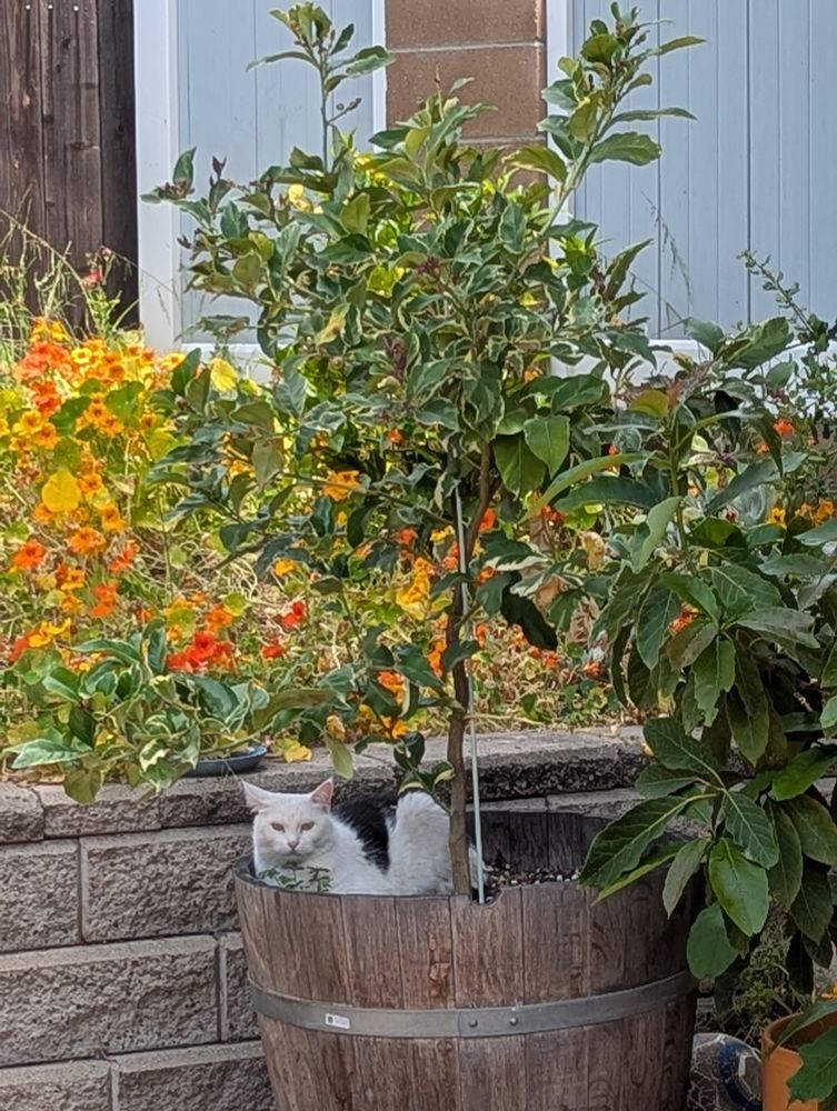 Black and white cat sitting in a split wine barrel planter alongside a lemon tree. Yellow and orange nasturtium flowers in the background. The cat is very much not concealed.