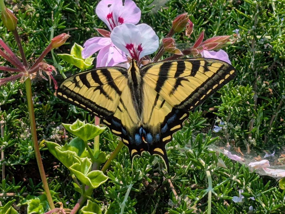 Yellow and black swallow -tail butterfly on pink geranium flowers and rosemary 