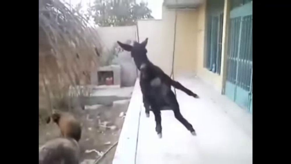 a donkey is standing on a ledge in front of a house .