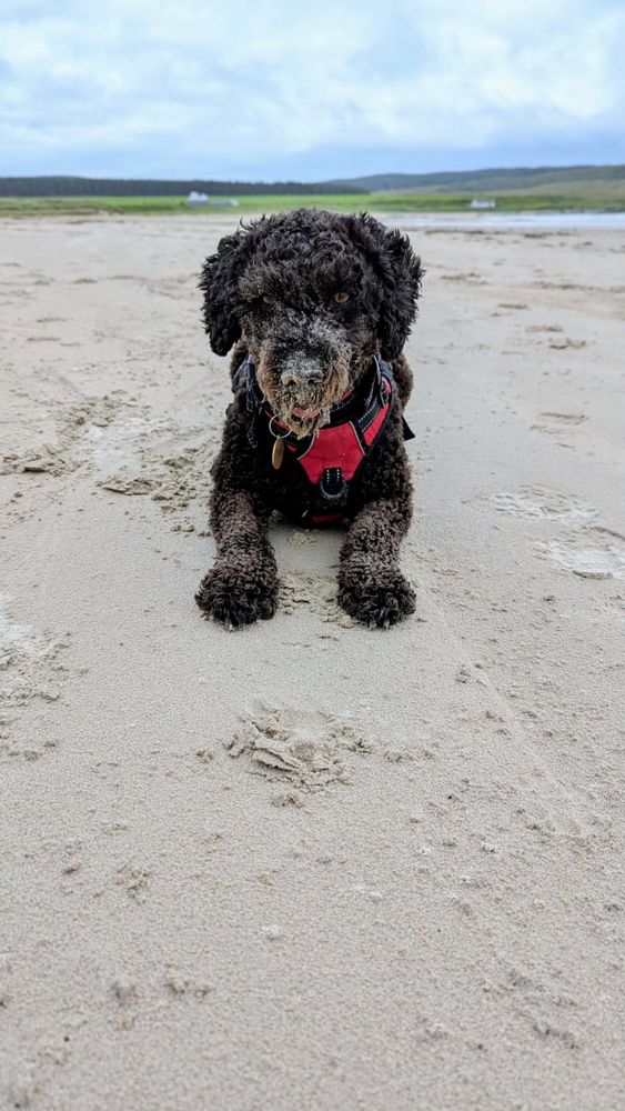 A small black dog lying on a flat sandy beach with blue water and green hills in the distance behind her. She has a very sandy snoot 