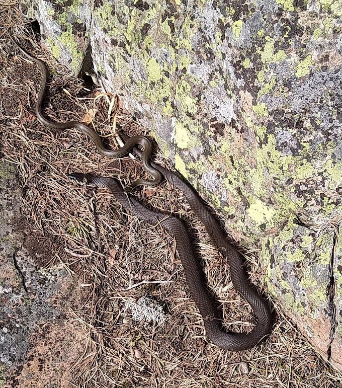 Rantakäärmeitä auringossa