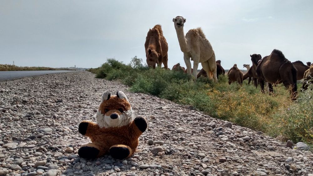 An adorable fox sat next to a road, with a herd of camels grazing behind them. One of the camels has raised their head to look at the camera.