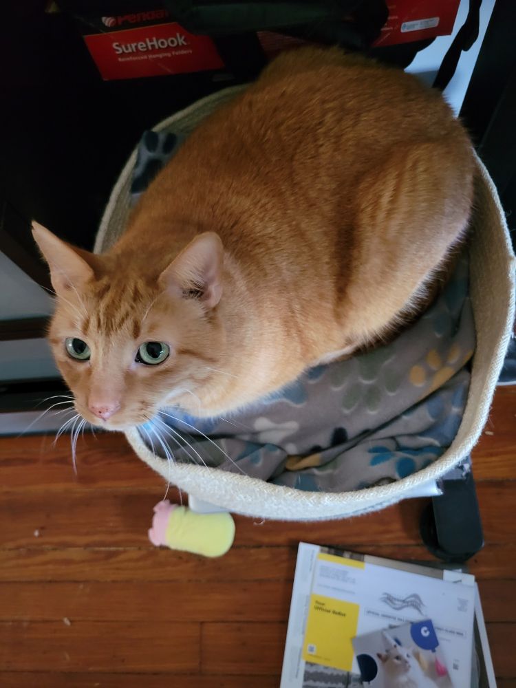 A ginger cat with very green eyes, lying in a basket, looks up at the camera 