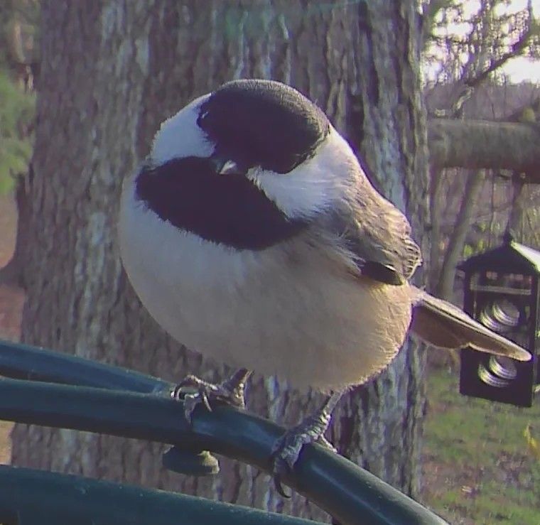 a very round black and white bird