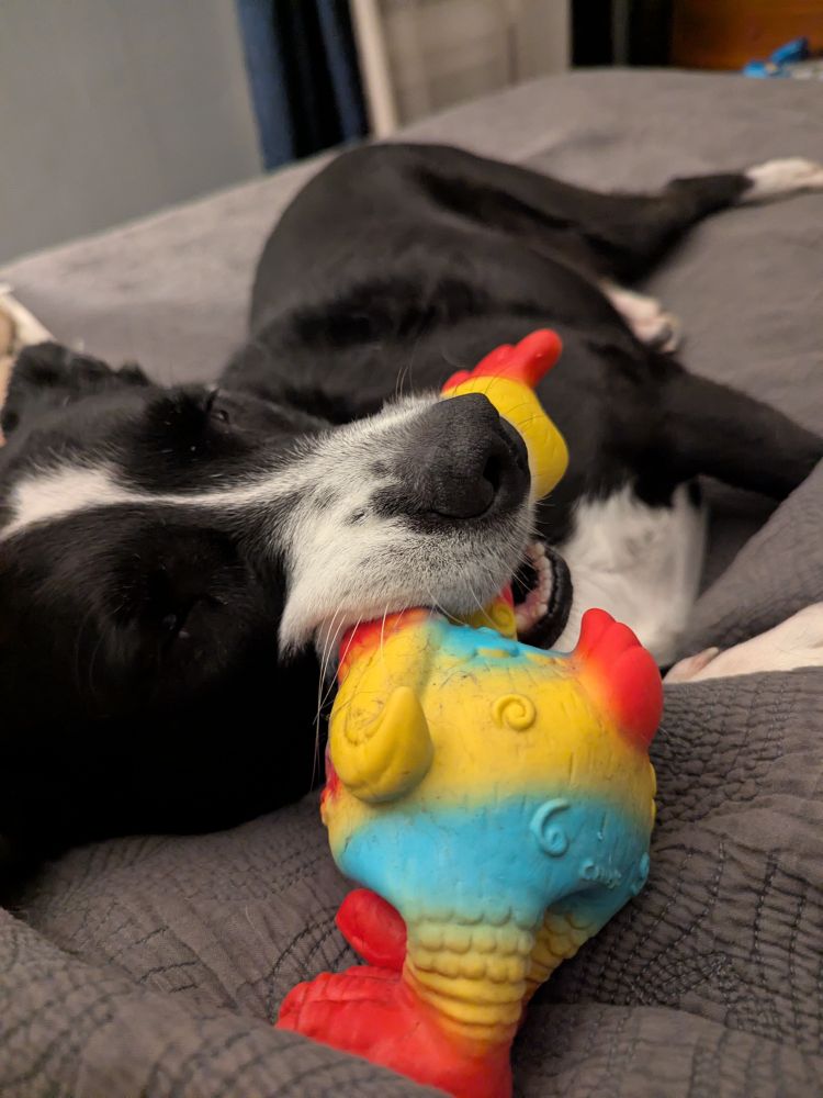 Magnus falling asleep with a rainbow rubber Chicken in his mouth