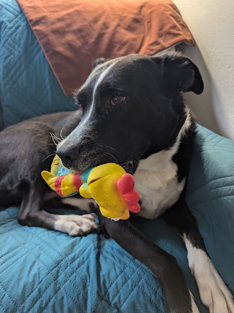 Magnus sitting in a chair with the rainbow rubber chicken in his mouth
