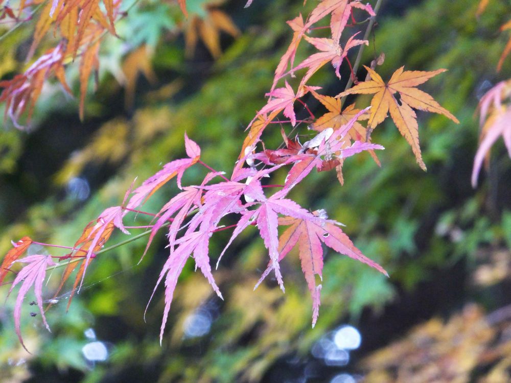 朱色に紅葉しているモミジの葉(後景には緑色と黄色いモミジの葉がぼやけて見える)