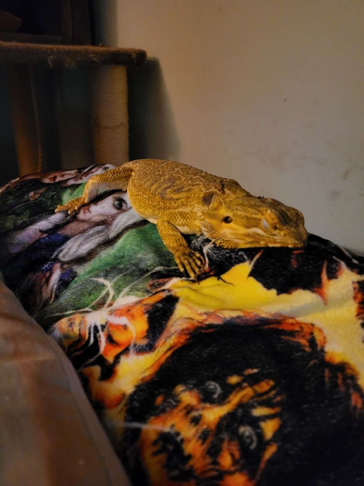 A bearded dragon sleeps on the back of a reclining chair with a cat tree in the background.