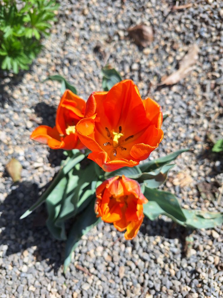 Orange-rotelTulpen im Kiesbett