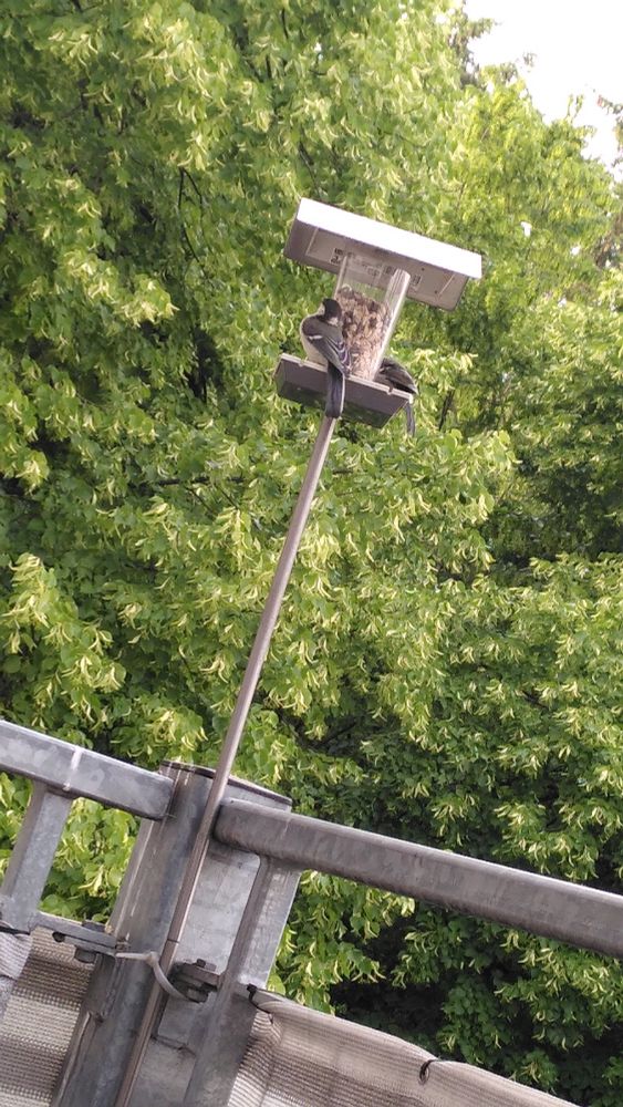 Futterhäuschen aus Metall mit zwei Meisen (?), unten Balkongeländer, im Hintergrund grüne Bäume 