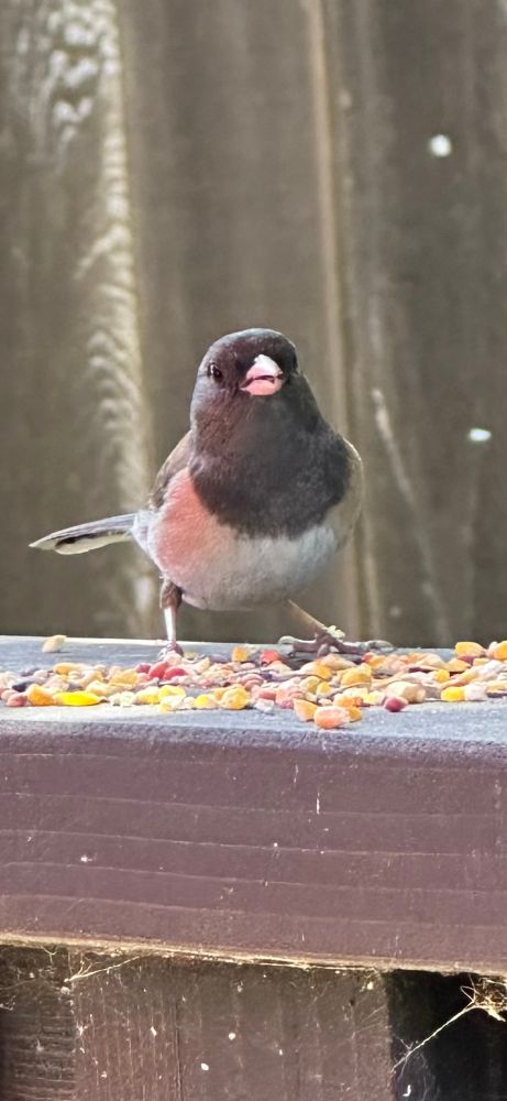 Look into the dark junco’s eyes 