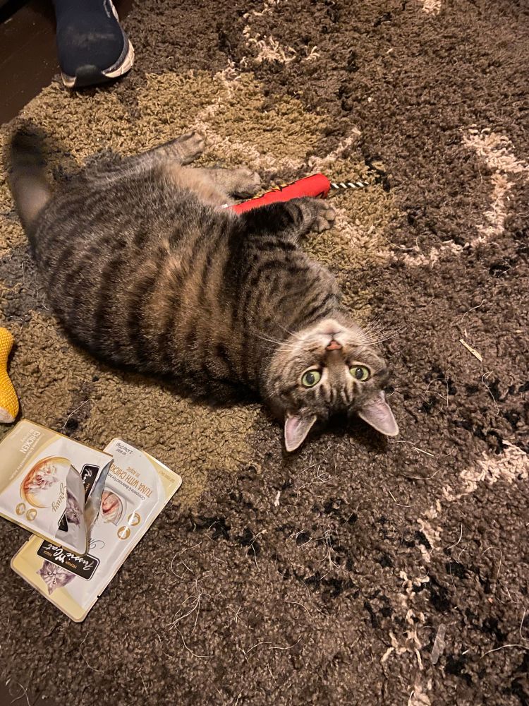 Grey tabby on the floor with a toy looking back up at the camera mid play 