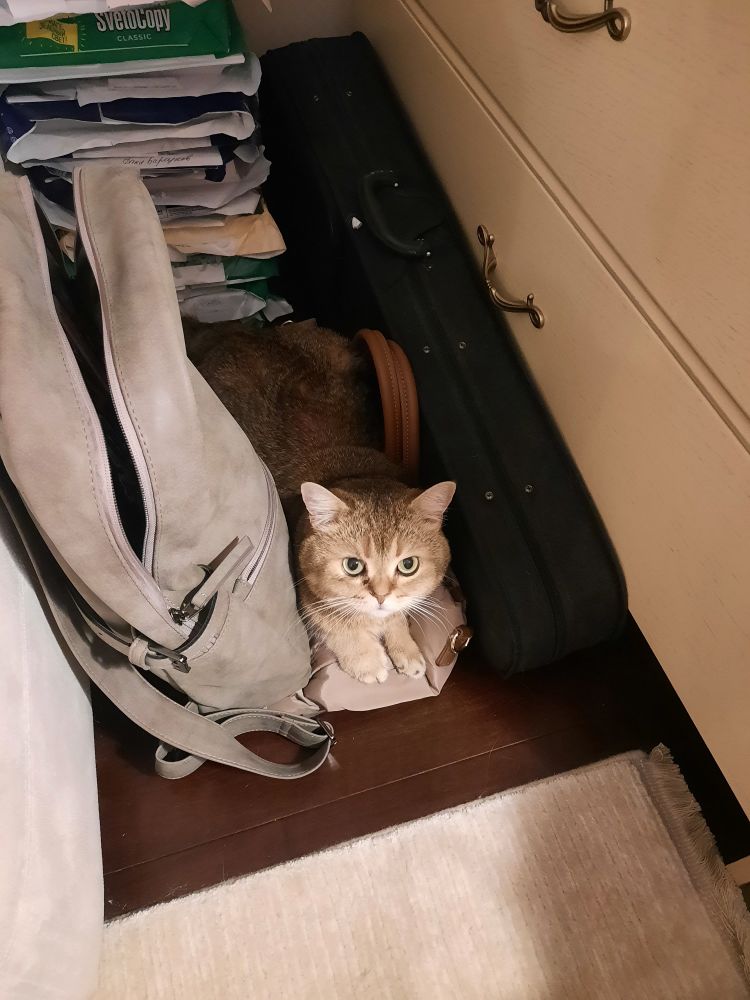 A photo of a golden British shorthair cat laying on a fabric handbag in a narrow space between a violin case, a paper stack and a large bag.