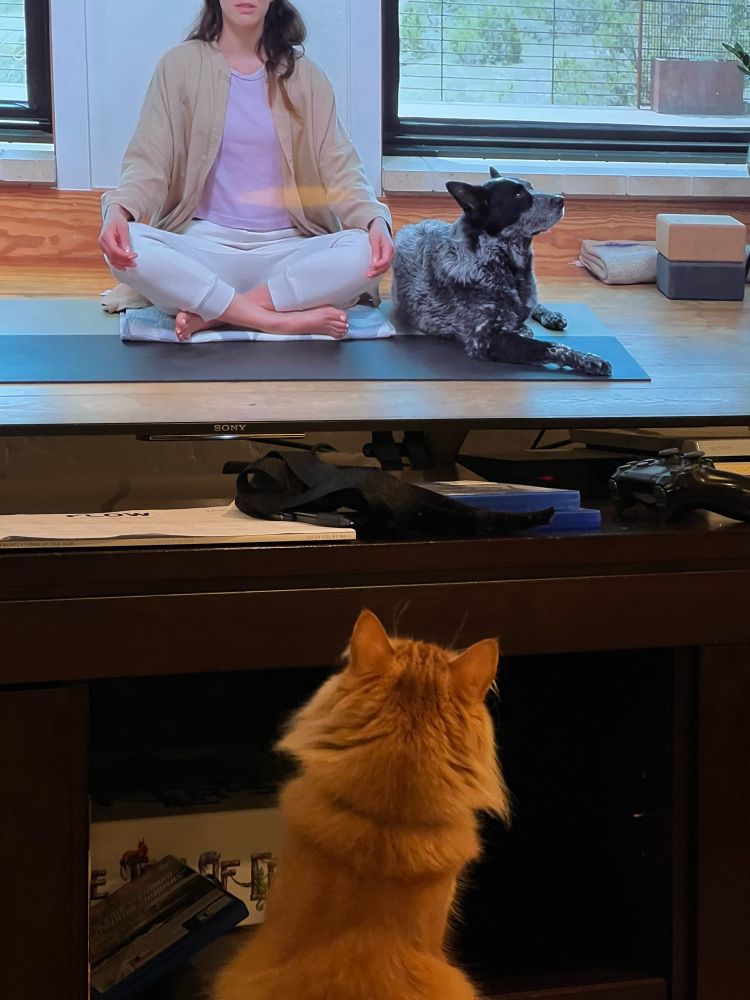 An orange cat watching Adriene and Benji on tv