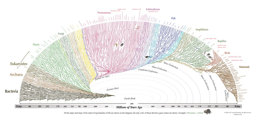 “Tree of Life” diagram by Leonard Eisenberg.

Squirrels and corn are in there somewhere.