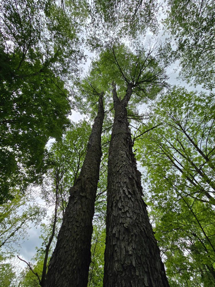 Large trees