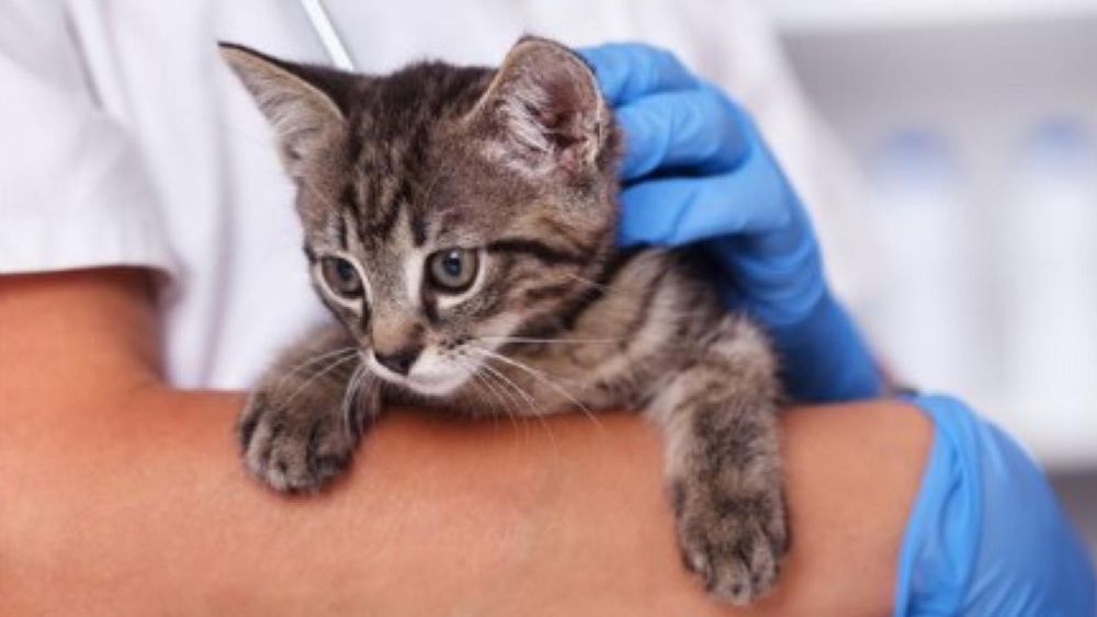 ***This article first appeared in the Fall 2024 issue of the CCAH Update newsletter.***