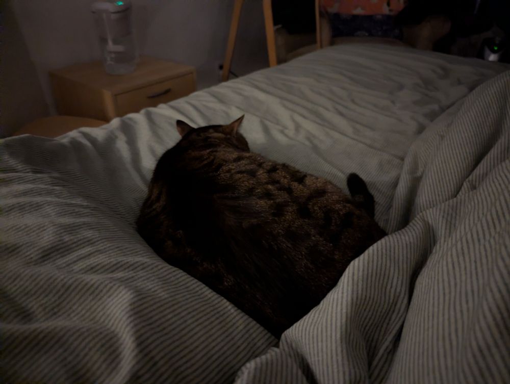 chubby tabby cat on a bed 