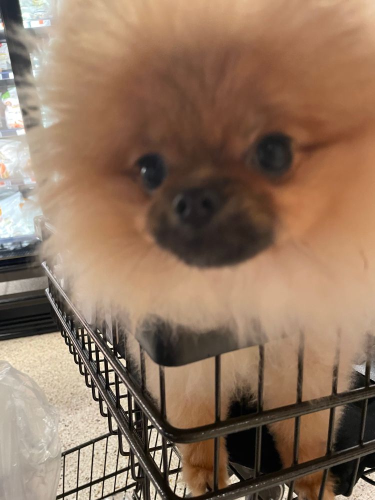 6 month old Pomeranian in the child seat of a shopping cart at the grocery store