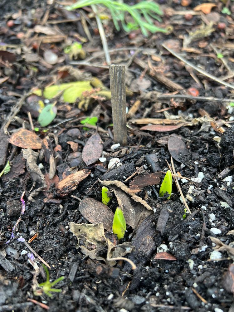 Tulips emerging from the ground.