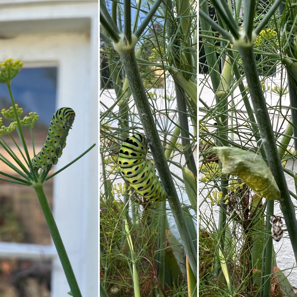 A series of three photographs showing a Swallowtail butterfly caterpillar grow and turn into a chrysalis.