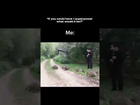 The Racoon Charmer