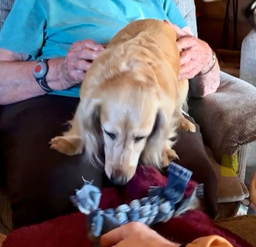 A dachshund with a handcrafted chewing bone made of wrapped denim