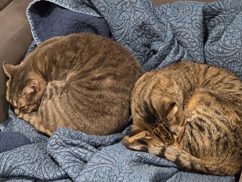 Two cats, mom and daughter, brown and gray stripey, balled up and sleeping next to each other on a blue blanket.
