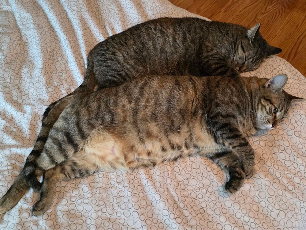 Two grey-brown striped cats laying on a bed. Smaller one snuggled and sleeping next to larger one who just lays there considering life choices.