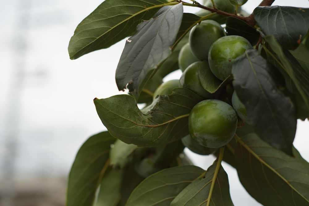 Camera : SONY ILCE-7R
Lens : Asahi Opt. PENTAX Super-Takumar 55mm F1.8