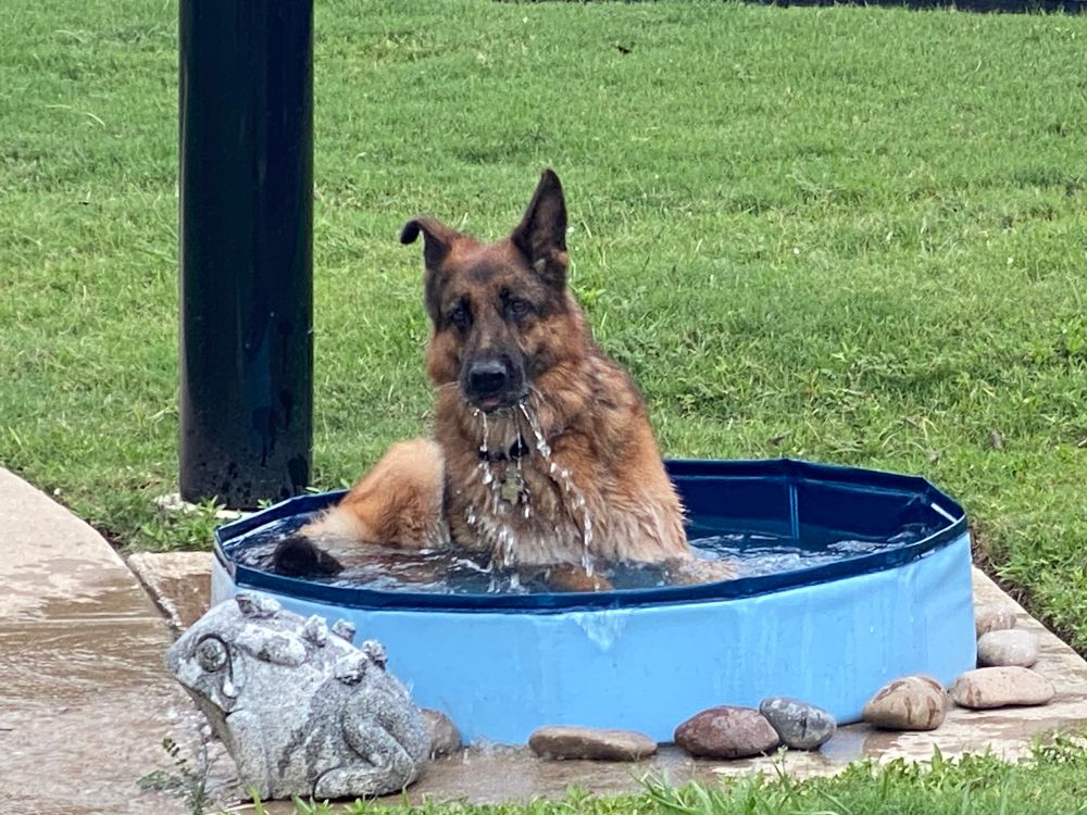 Freya enjoying the pool