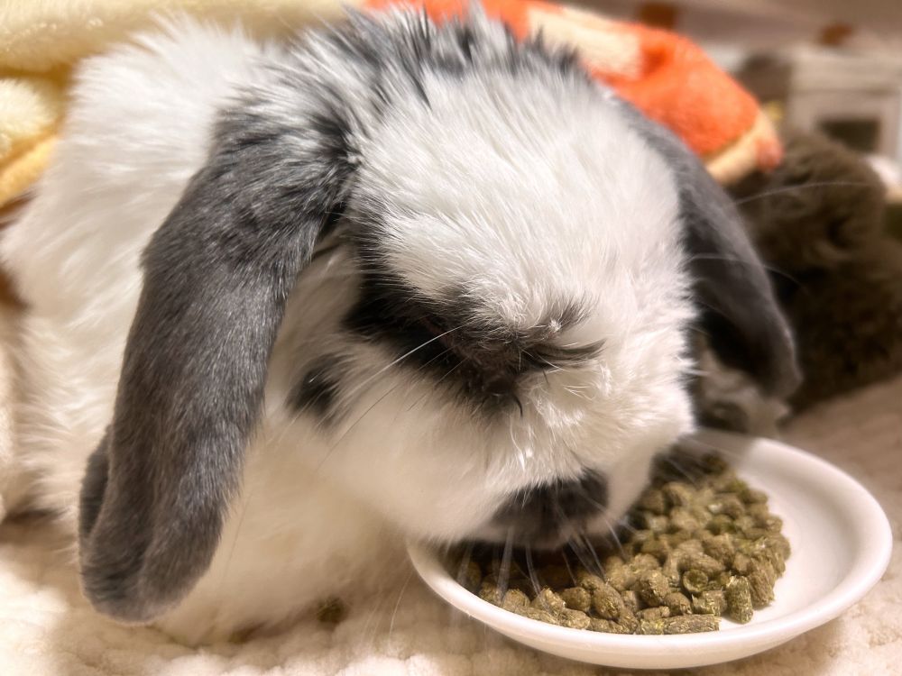 うさぎのりっちゃん