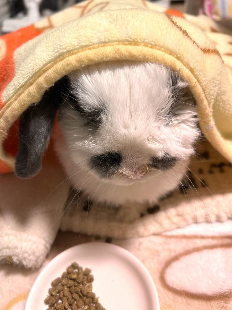 うさぎのりっちゃん