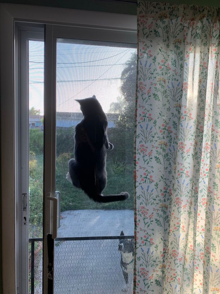 Gray cat climbing screen.