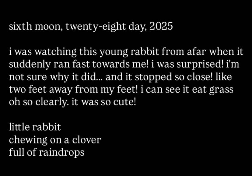 sixth moon, twenty-eight day, 2025 i was watching this young rabbit from afar when it suddenly ran fast towards me! i was surprised! i'm not sure why it did... and it stopped so close! like two feet away from my feet! i can see it eat grass oh so clearly. it was so cute! little rabbit chewing on a clover full of raindrops
