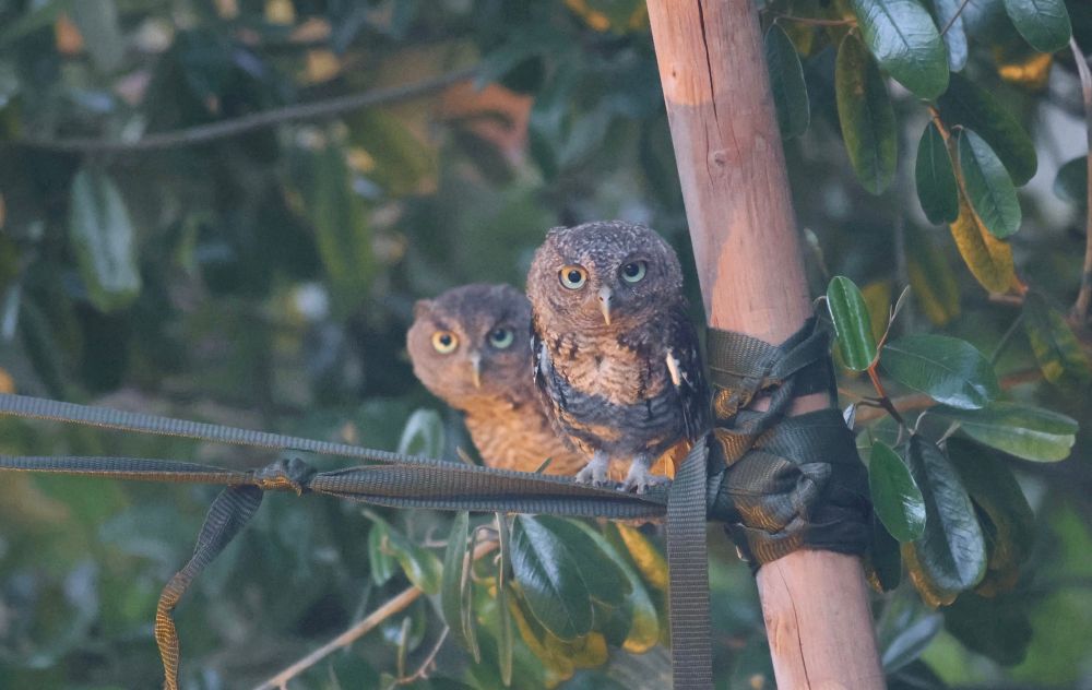Screech owls