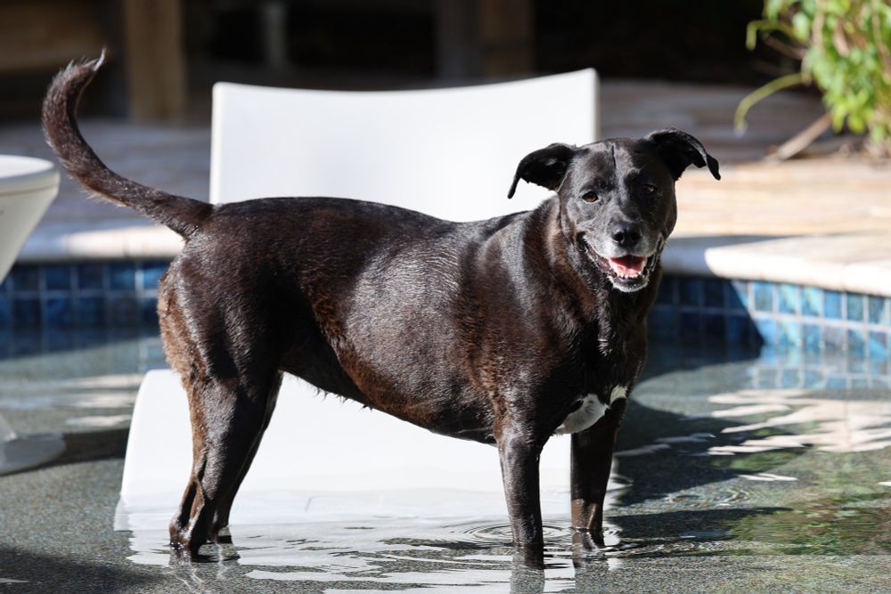 Salem so happy to be playing in her pool