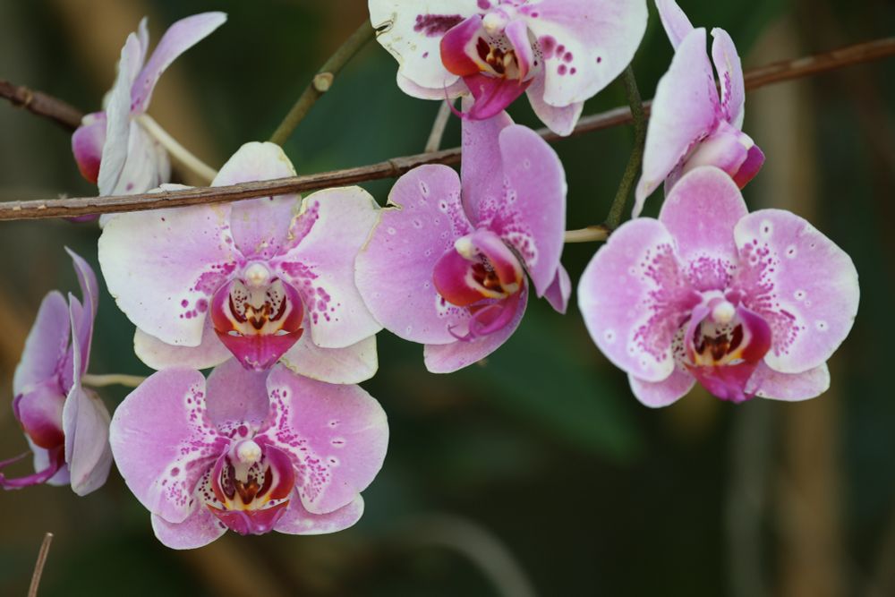 Pink and white Orchids