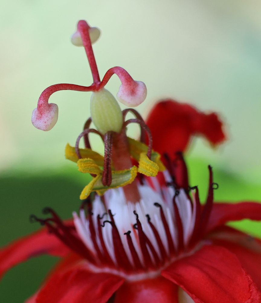 Zoomed in passion fruit vine flower 