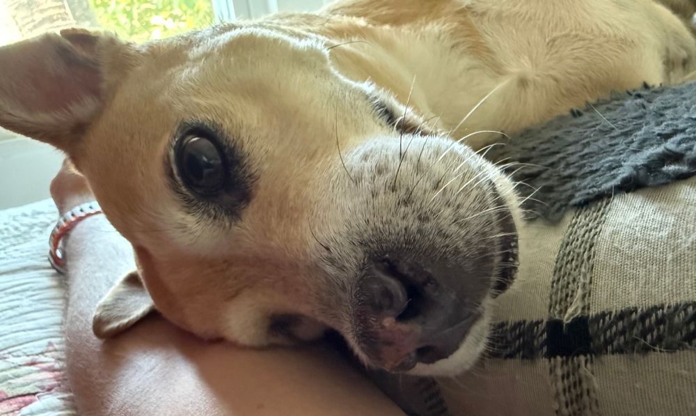 Closeup of Peanut