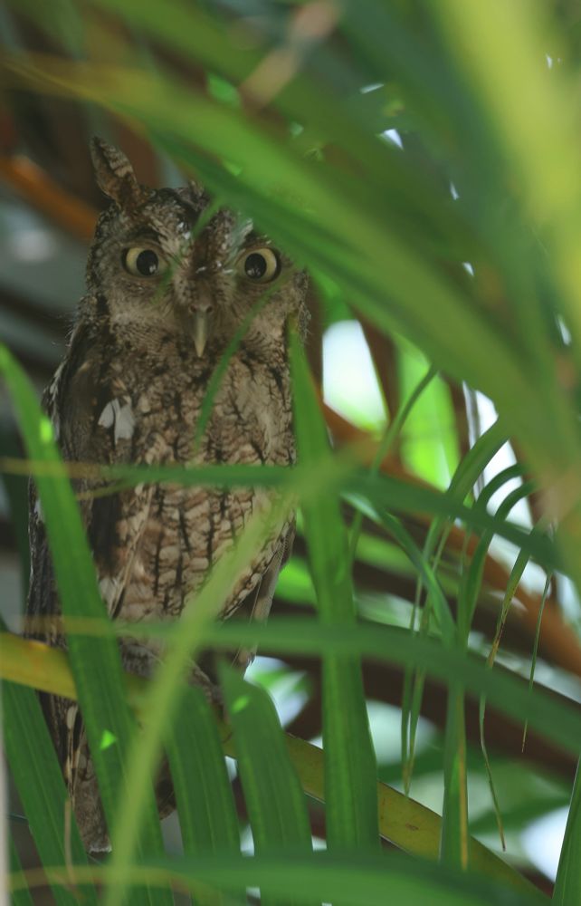 A screech owl in an Areca palm